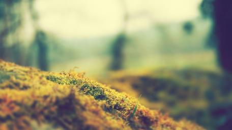 Vibrant Serenity of Moss Close-Up wallpaper