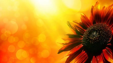 Vibrant Sunflower Against Glowing Background wallpaper