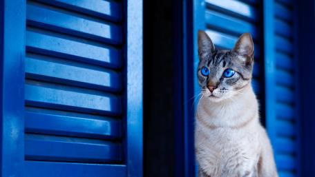 Blue-Eyed Cat in a Vibrant Setting wallpaper