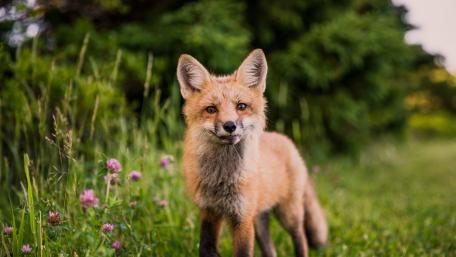 Charming Red Fox in Nature's Embrace wallpaper