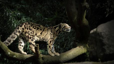 Leopard wallpaper