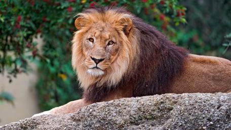 Majestic Lion Relaxing in Nature wallpaper