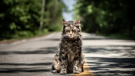 Majestic Cat on a Quiet Roadway wallpaper