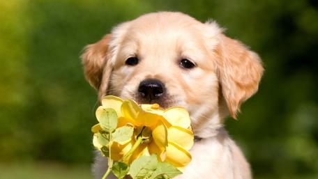 Adorable Puppy with Yellow Flower Wallpaper wallpaper