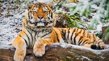 Majestic Tiger in Winter Splendor wallpaper