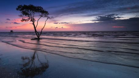 Serene Solitude of a Lone Tree at Dusk wallpaper