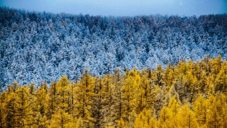 Serene Winter Forest Landscape wallpaper