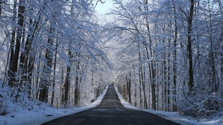 Winter Wonderland Pathway Through Snowy Trees wallpaper