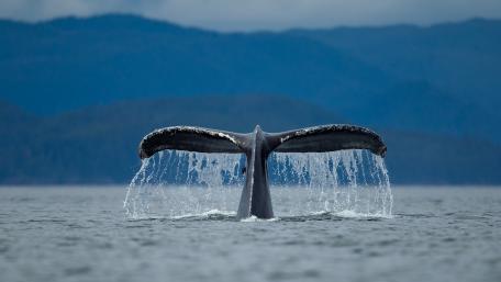 Majestic Whale Tail Breaking the Surface of the Ocean wallpaper