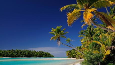 Tropical Paradise with Palm Trees and Clear Waters wallpaper