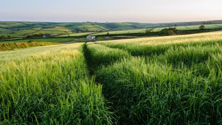 Lush Green Fields at Dusk wallpaper