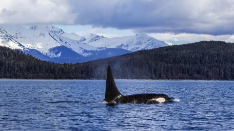Majestic Orca Amidst Snowy Mountains wallpaper