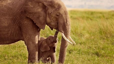 Majestic Elephants in Serene Landscape wallpaper