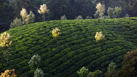 Lush Green Tea Fields in Serene Landscape wallpaper