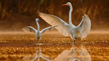 Elegant White Herons in Serene Sunrise Reflection wallpaper