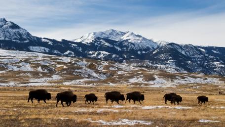 Majestic Bison in a Scenic Landscape wallpaper
