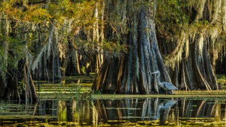 Serene Reflections in a Swamp Landscape wallpaper