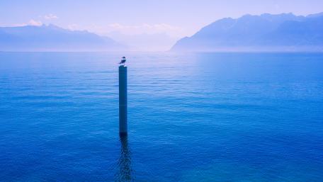 Serene Waters and Solitary Seagull wallpaper