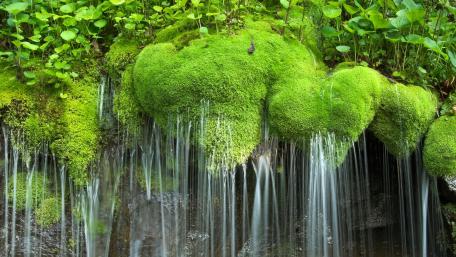 Lush Green Moss and Gentle Waterfall Scene wallpaper