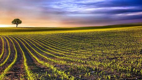 Golden Horizon with Lone Tree Amidst Fields wallpaper