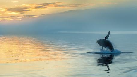 Majestic Whale Dancing at Sunset wallpaper