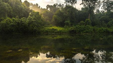 Serene Jungle Reflection at Dawn wallpaper