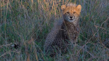 Curious Cheetah Cub in Nature's Embrace wallpaper
