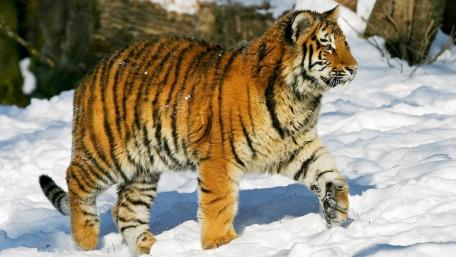 Majestic Tiger Walking Through Snowy Landscape wallpaper
