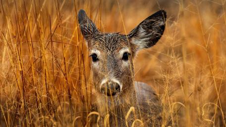 Serene Whispers of Nature’s Graceful Deer wallpaper