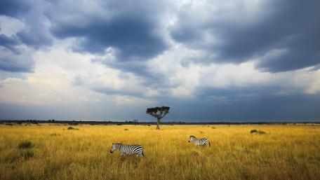 Majestic Zebras in Serene Landscape wallpaper