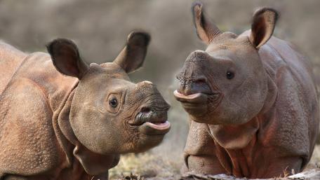 Rhinos Playfully Interacting Amidst Nature's Beauty wallpaper