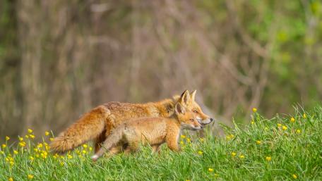 Curious Fox Cubs in Nature's Embrace wallpaper