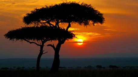 Serene Sunset Over African Savanna wallpaper