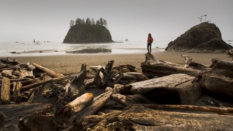 Serene Coastal Landscape with Driftwood and Island View wallpaper
