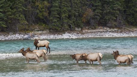 Majestic Elk Herd by the Riverbank wallpaper