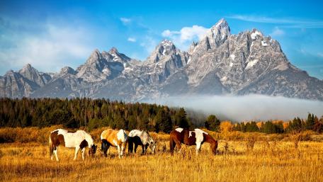 Serene Horses in Majestic Mountain Landscape wallpaper