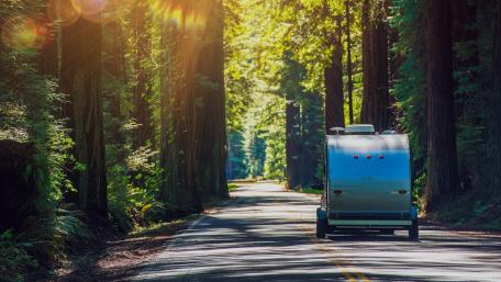 Enchanting Journey Through Majestic Redwood Forests wallpaper