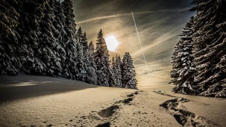 Winter Serenity in Snowy Forest wallpaper