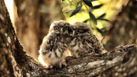 Adorable Owlets Nestled Together in Nature's Embrace wallpaper