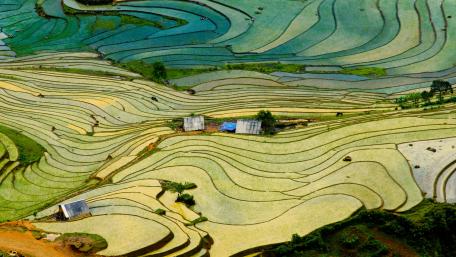 Lush Terraced Rice Fields in Harmony with Nature wallpaper
