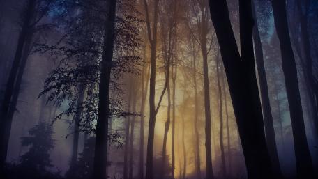 Mystical Forest in the Morning Mist wallpaper