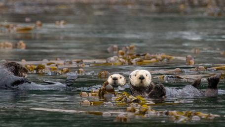 Otters Playfully Floating in Their Natural Habitat wallpaper