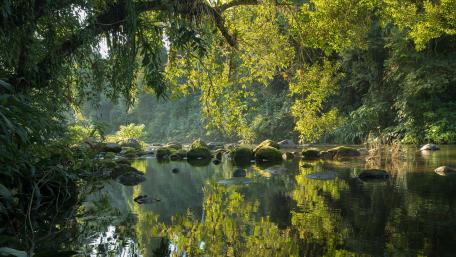 Serene Reflections in Lush Greenery wallpaper