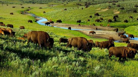 Bison Herd Grazing in Lush Green Fields wallpaper