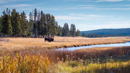 Serene Landscape of Bison in Nature's Embrace wallpaper
