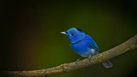 Blue Bird Perched on a Branch wallpaper