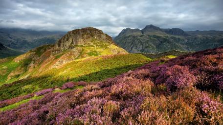 Vibrant Hillside Blooms Under Cloudy Skies wallpaper