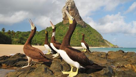 Charming Birds Against a Stunning Coastal Backdrop wallpaper