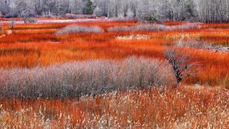 Vibrant Autumn Fields in Nature's Embrace wallpaper
