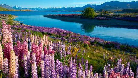 Blooming Serenity by a Tranquil Lake wallpaper